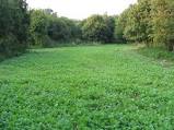 Food Plots